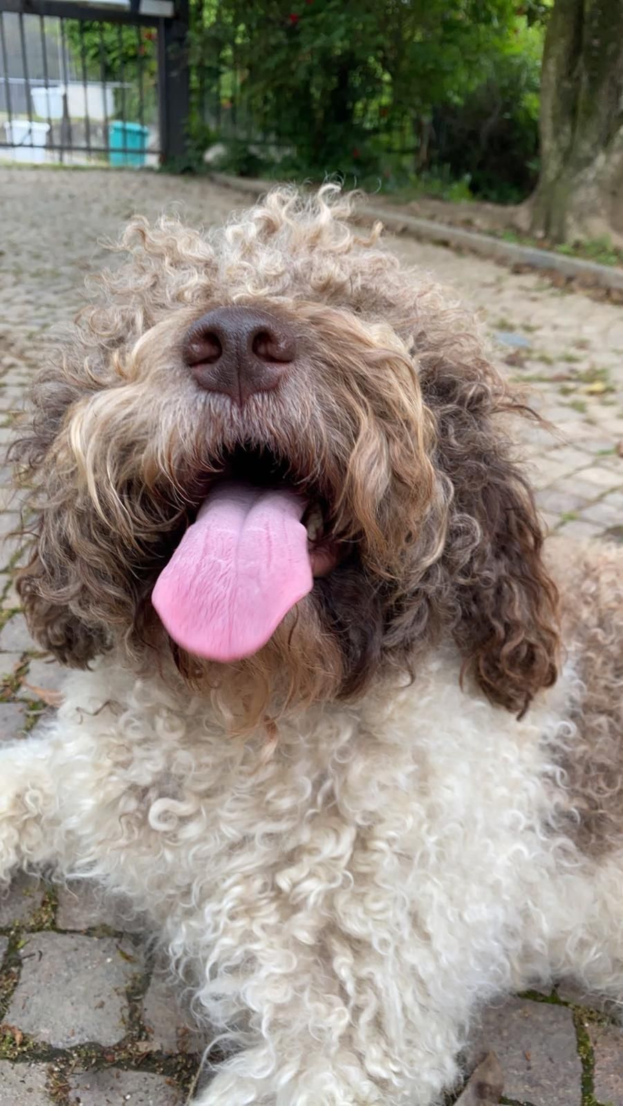 Cane riccio marrone e bianco razza Lagotto con la lingua fuori, felice, sdraiato su una superficie di pietra.