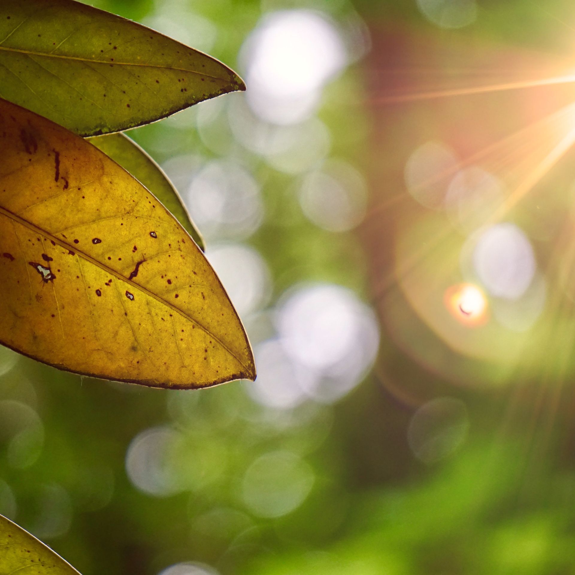 La luce del sole filtra attraverso gli alberi, illuminando le foglie giallo-verdi in primo piano, con uno sfondo di foresta morbido e sfocato.