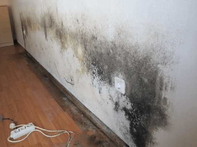 Eine Wand mit schwarzem Schimmel und einer Steckdosenleiste auf dem Boden.