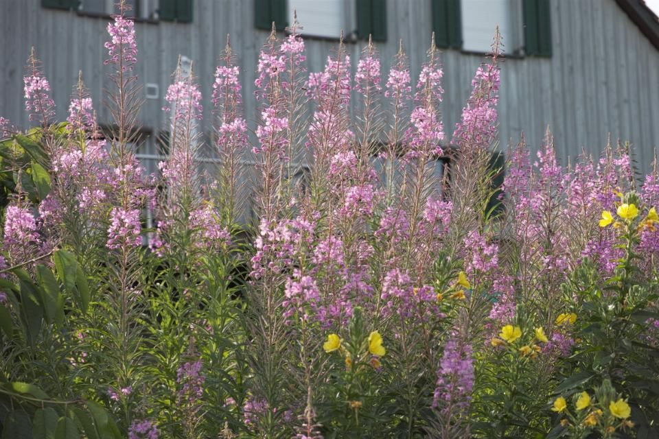 Rosa und gelbe Wildblumen blühen vor einer grauen Holzwand
