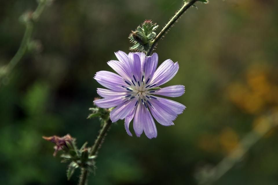 Lila Wildblume mit grüner Knospe vor verschwommenem Naturhintergrund