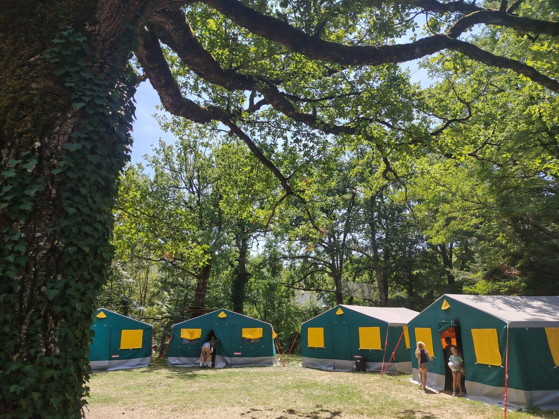 Des tentes vertes dans un camping boisé, sous de grands arbres, avec une personne debout près d'une tente.