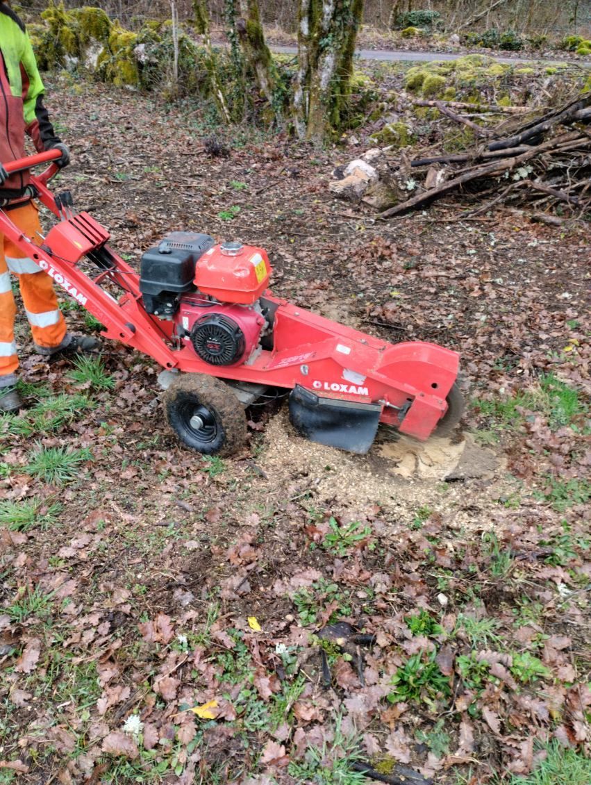 Rognage d'une souche dans les bois