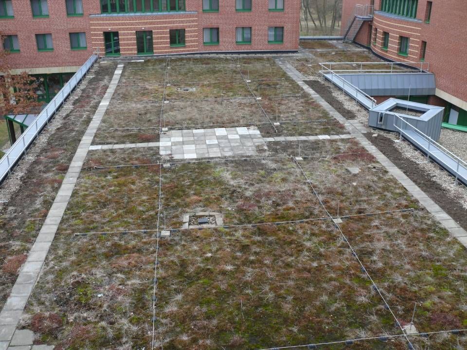 Dachbegrünung auf einem Flachdach