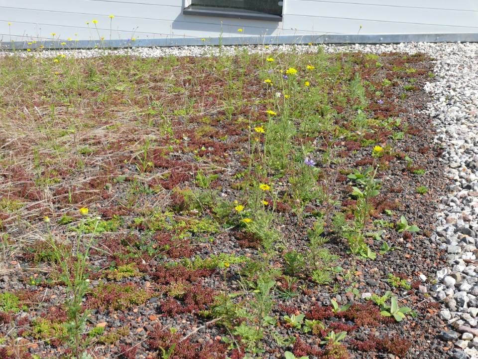 Gründach mit vielfältigen Pflanzen