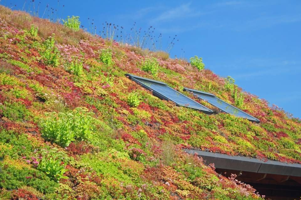 begrüntes Steildach mit Dachfenstern