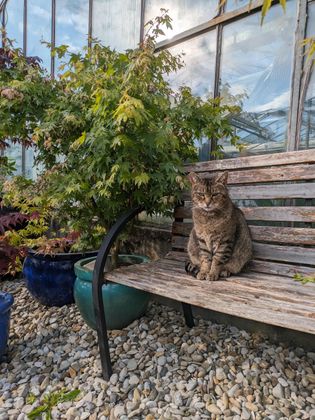 Katze auf einer Bank Gewächshaus von außen mit Pflanzen entlang der Glaswand