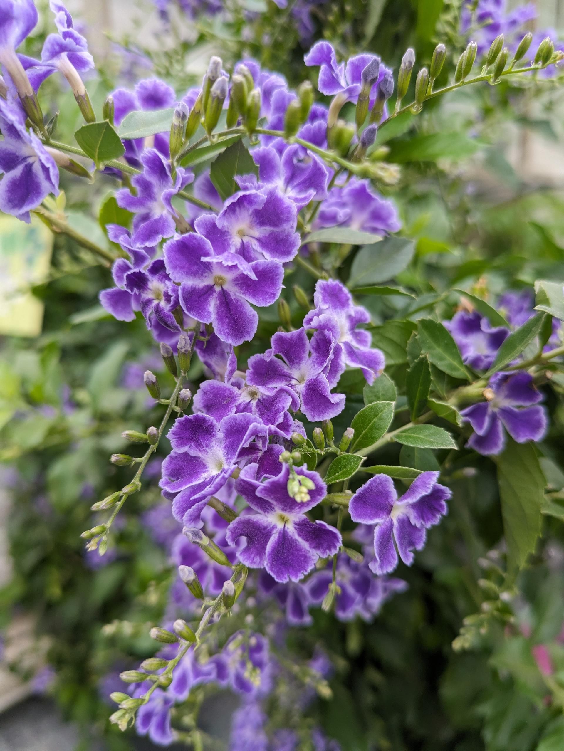 Lila Blumen 