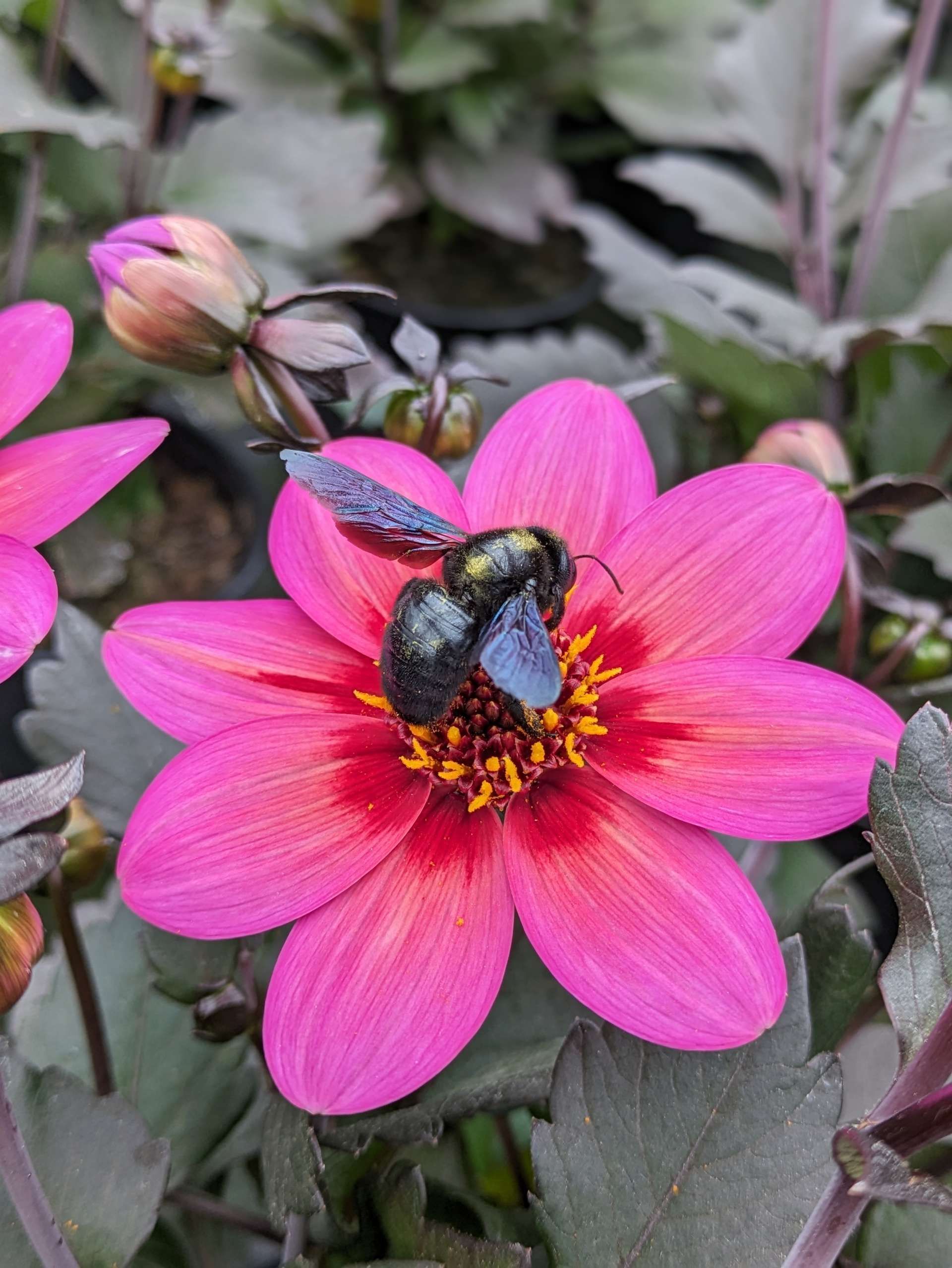 Blütenknospe und geöffnete Blüte in Nahaufnahme an einer Pflanze