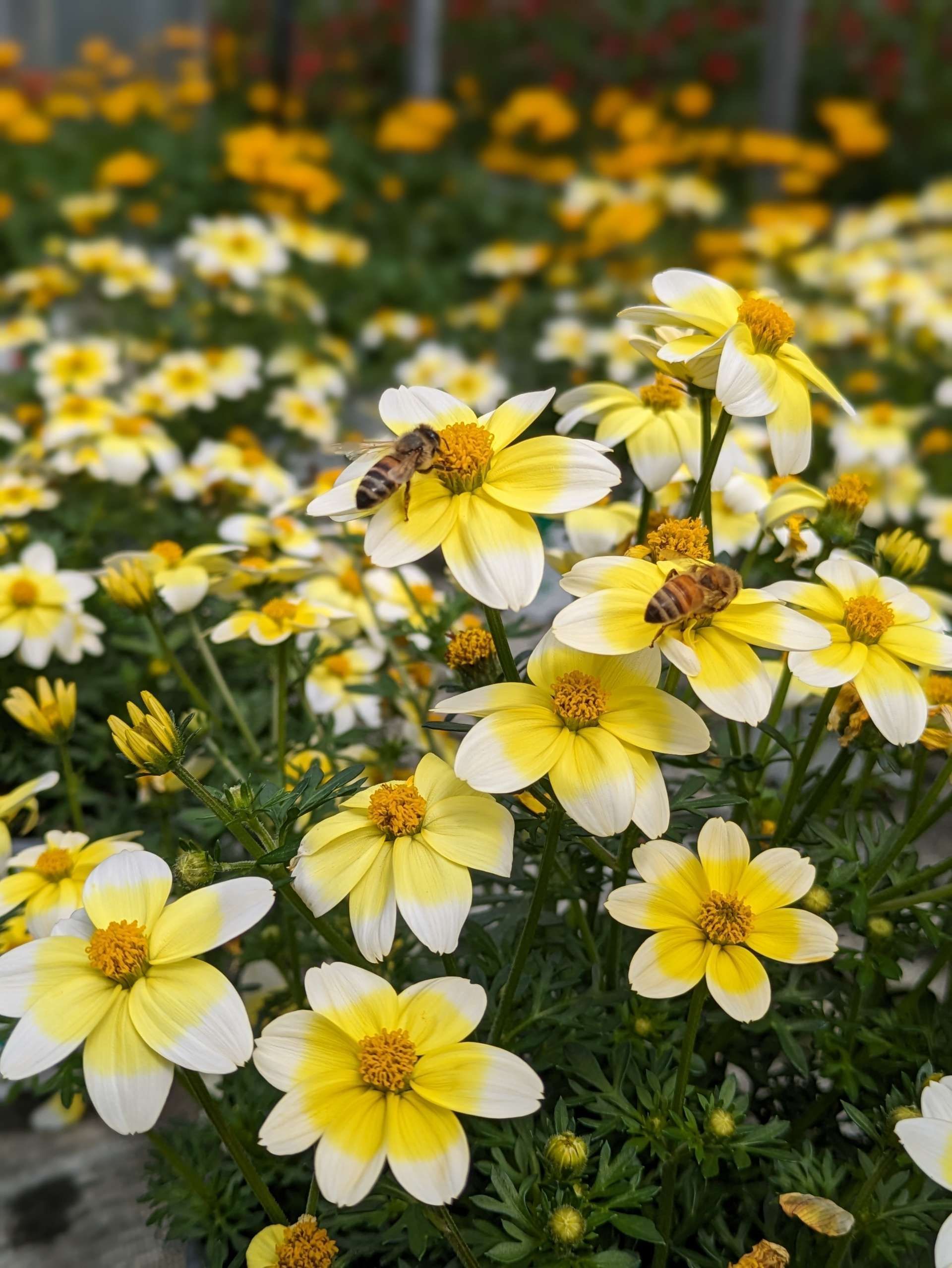 Blühpflanzen mit vielen offenen Blüten auf einer Wiese oder Pflanzfläche