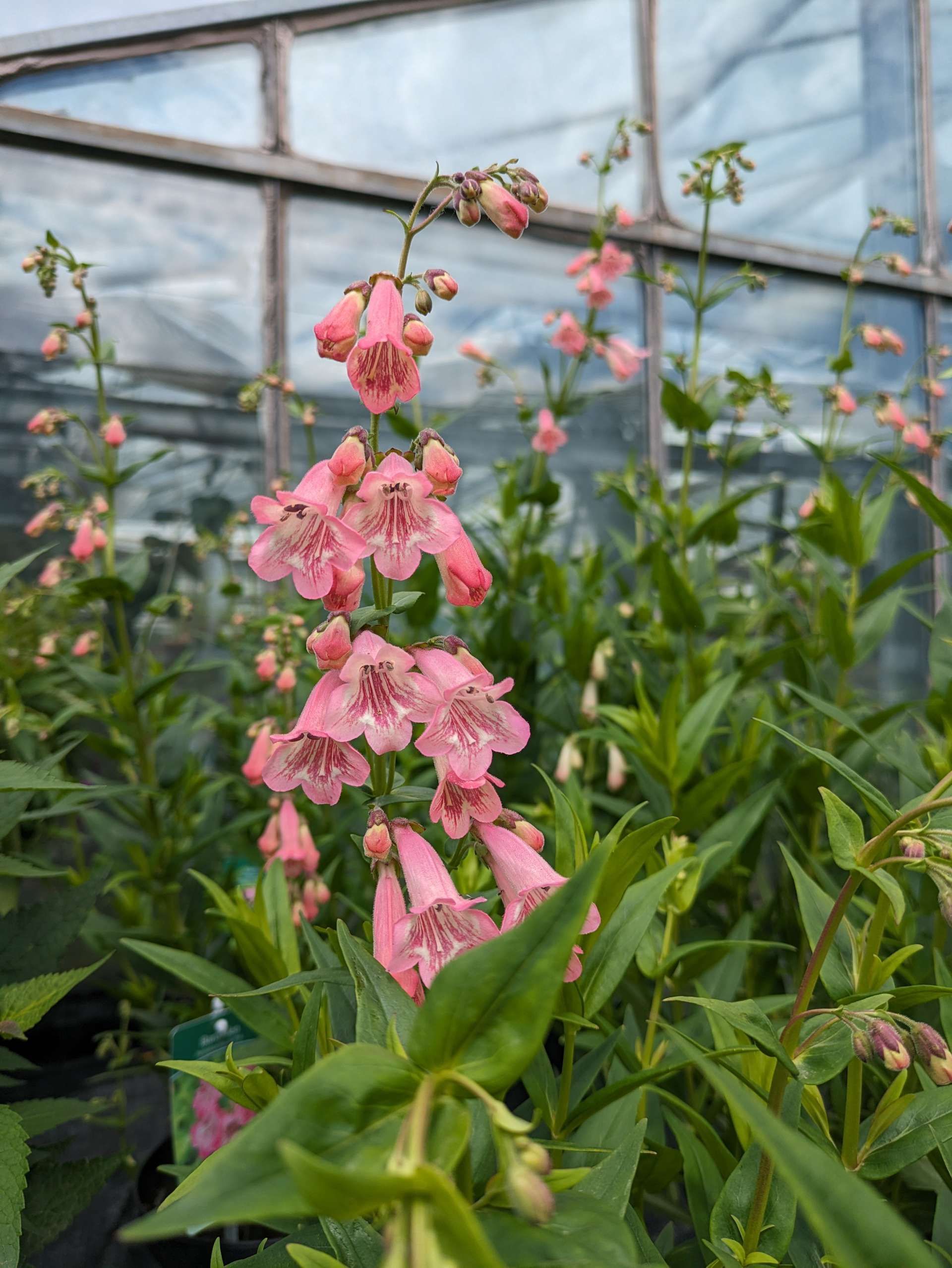 Pflanzen mit Blüten vor einer Glaswand im Gewächshaus