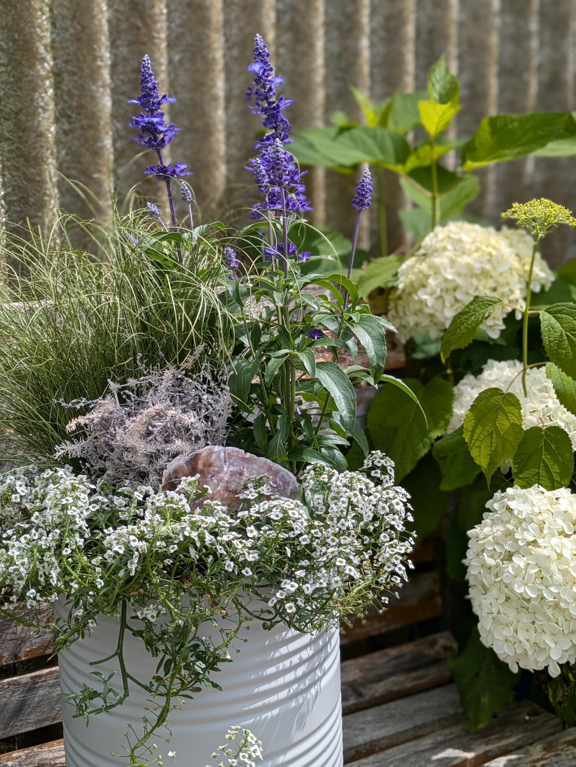 Blühpflanzen mit aufrechten Blütenständen im Gartenbereich