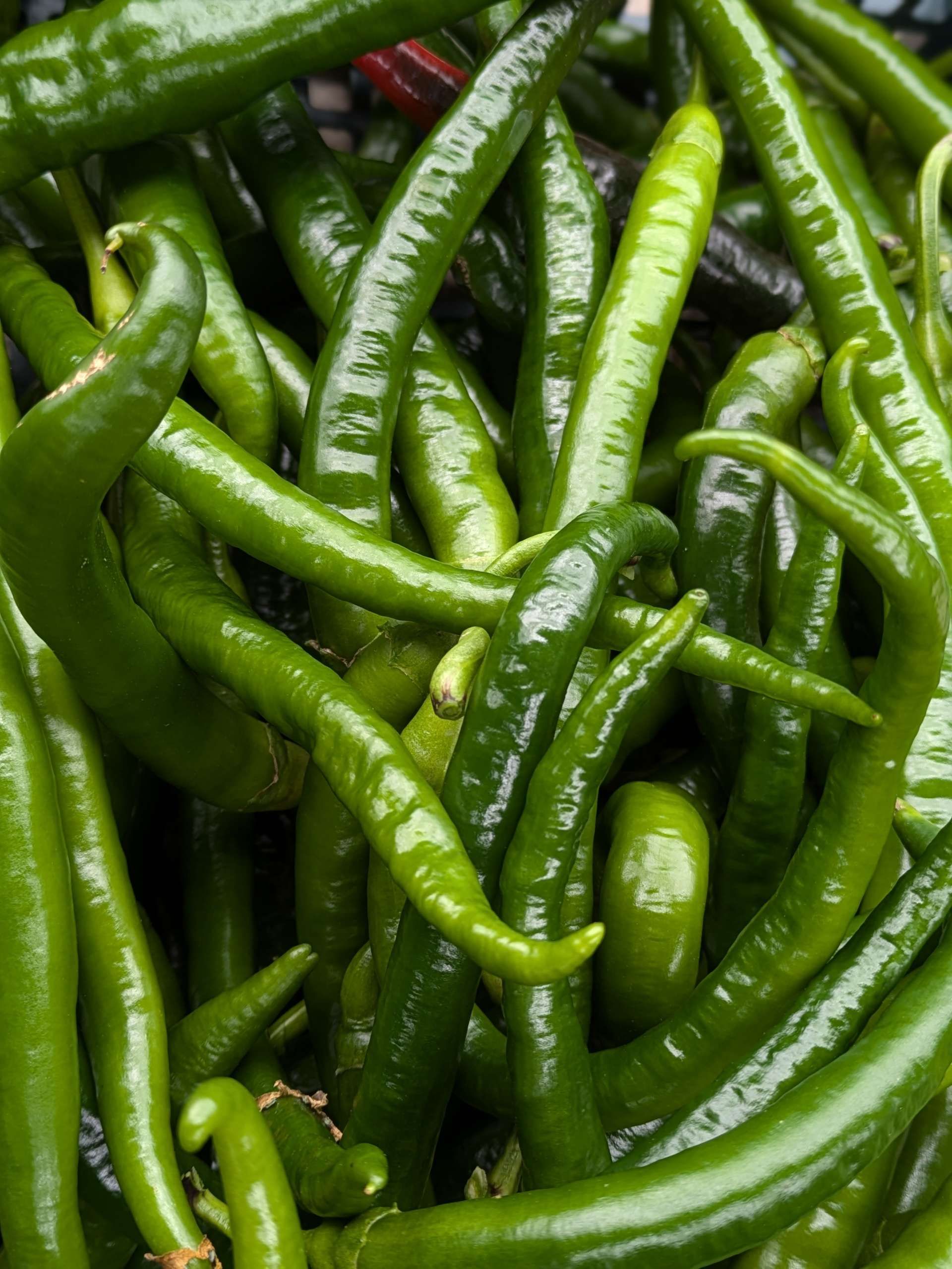 Nahaufnahme von langen Früchten dicht aneinandergereiht