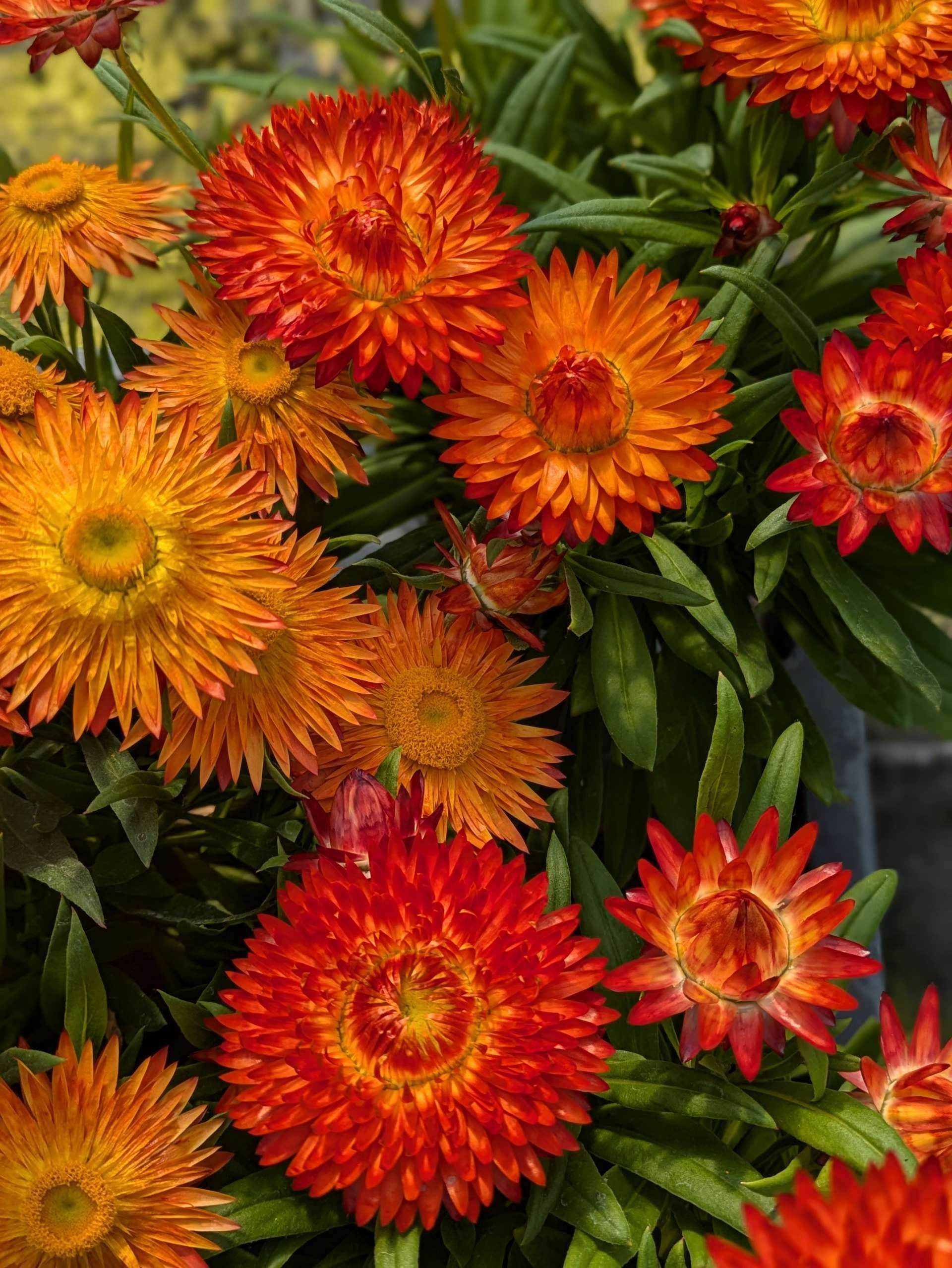 Nahaufnahme von Blüten mit dicht angeordneten Blütenköpfen