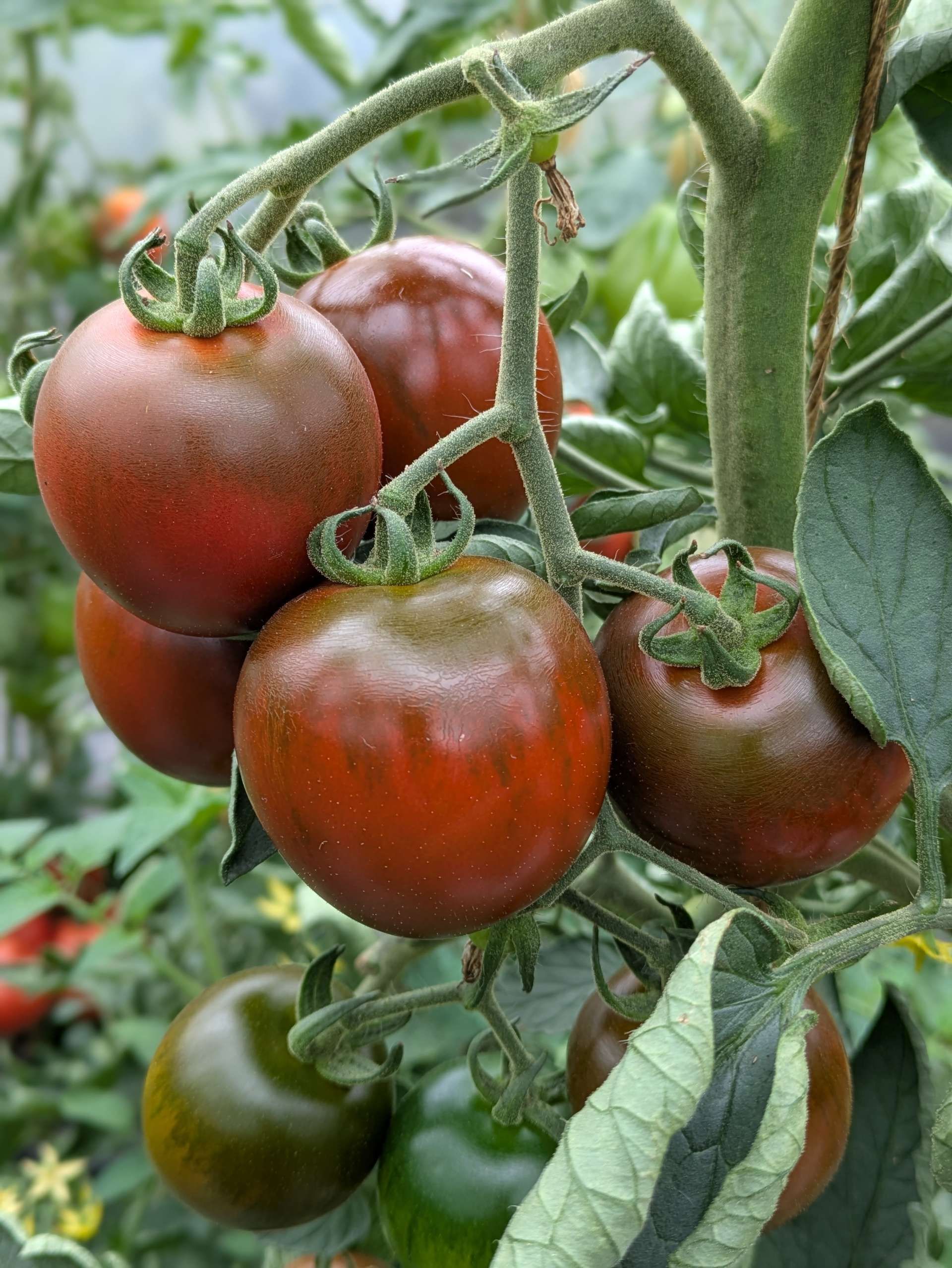 Nahaufnahme von Tomaten an der Pflanze mit Blättern und Stängeln