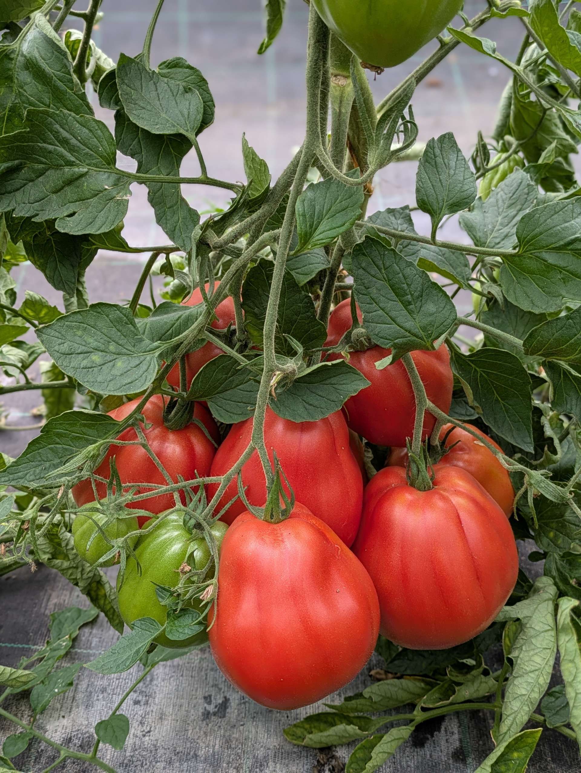 Pflanze mit Früchten und Blättern im Gewächshaus