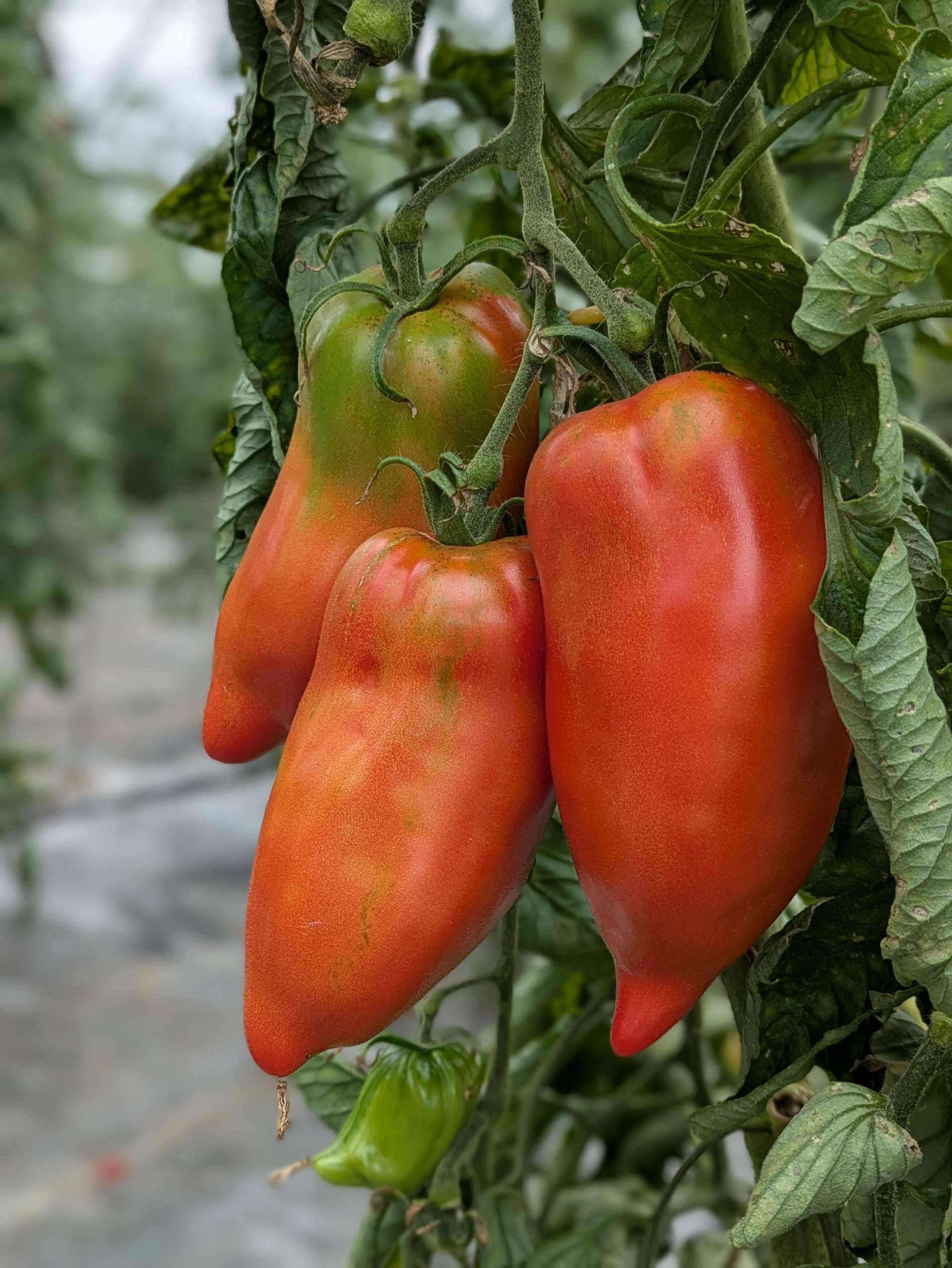 Tomatenpflanze mit reifenden Früchten an der Pflanze