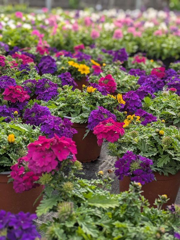 Blumenbeet Blumenbeet mit dicht bepflanzten Blühpflanzen im Außenbereich
