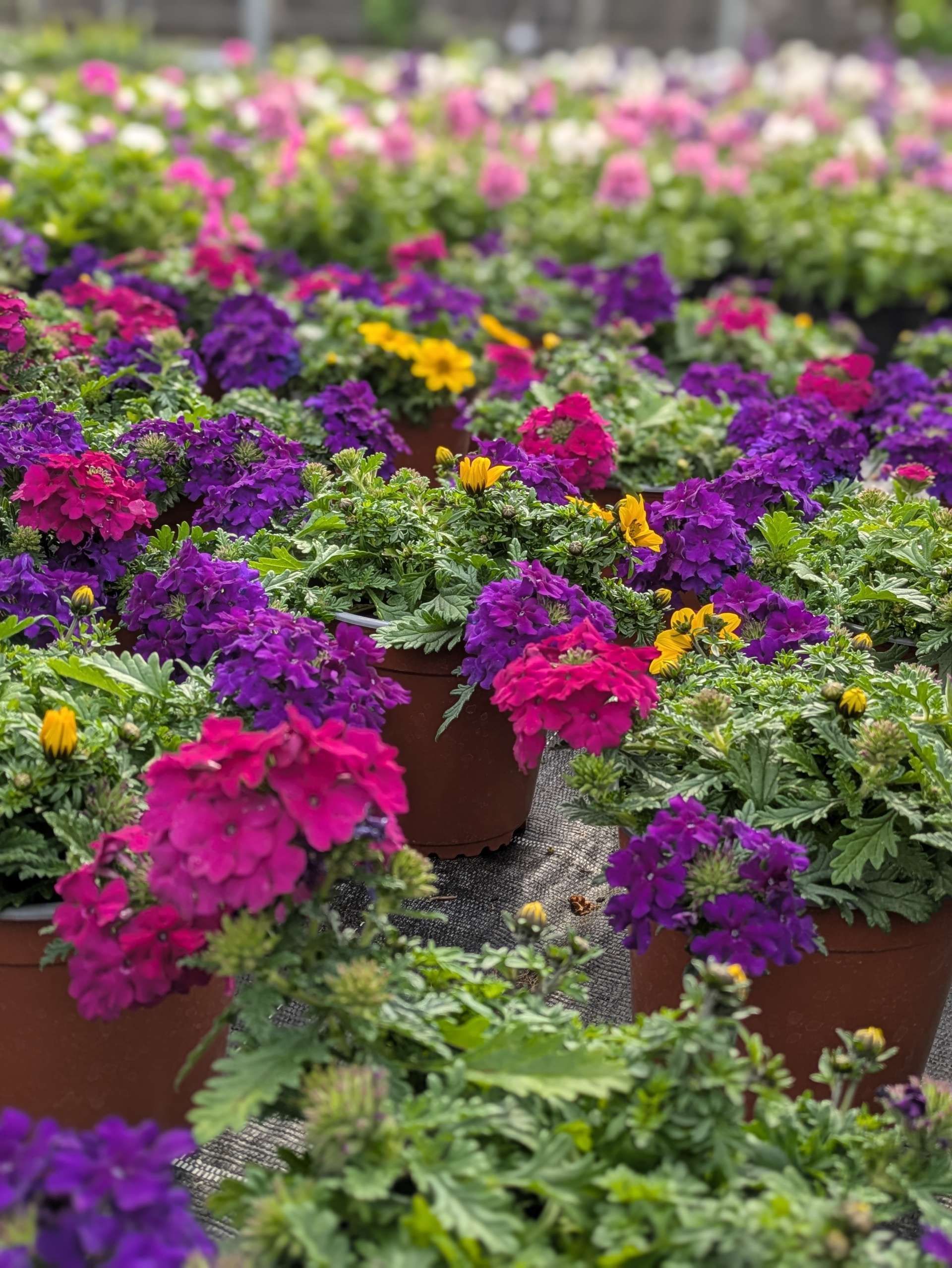 Blumenbeet mit dicht bepflanzten Blühpflanzen im Außenbereich