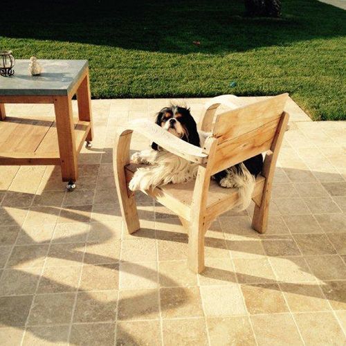 Un petit chien noir et blanc se prélasse dans un fauteuil en bois sur une terrasse ensoleillée, à côté d'une table.