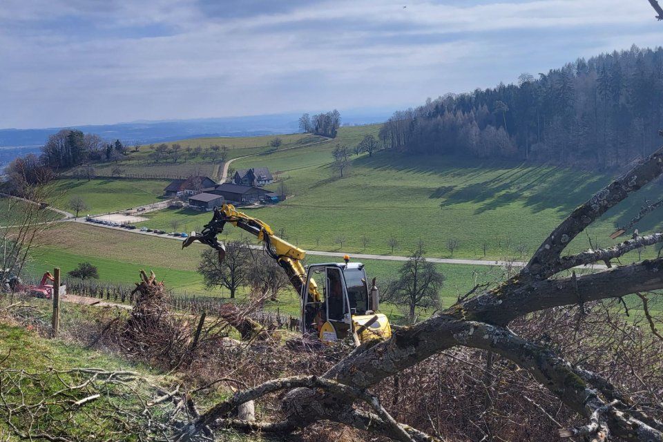 Rodungsarbeiten durch Vontobel Forst und Gartenbau