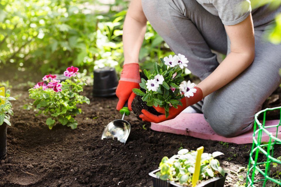 Blumen werden eingepflanzt