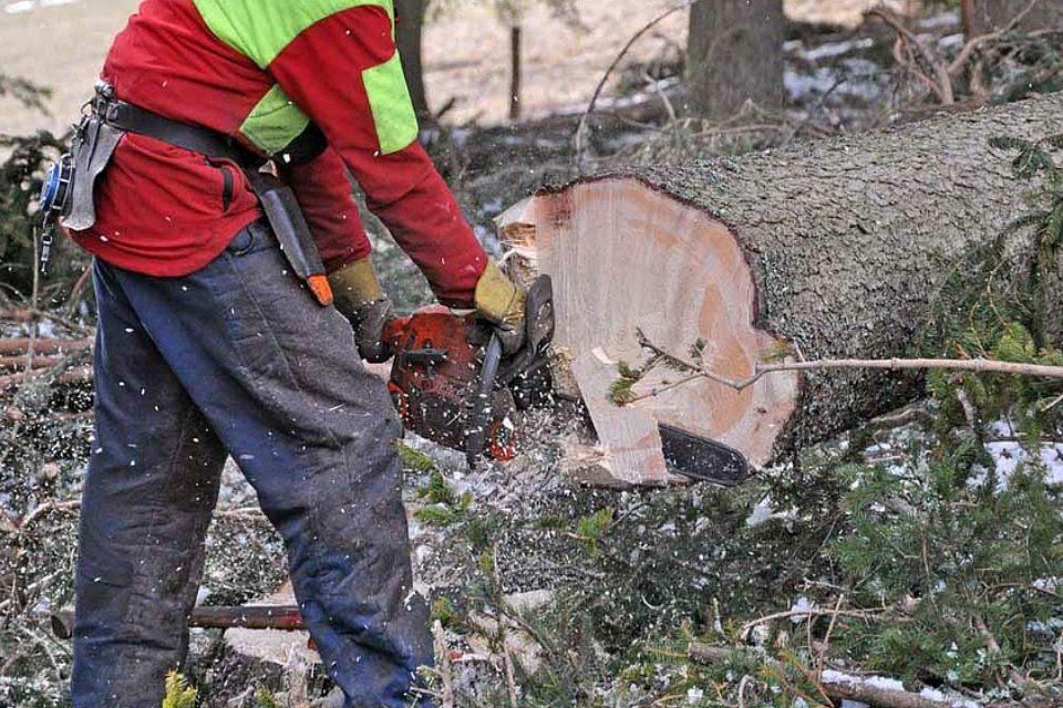Baum wurde gefällt durch Vontobel Forst und Gartenbau