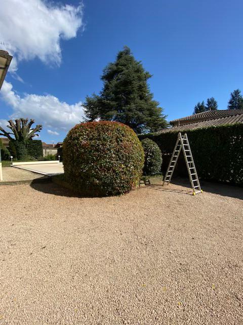 Arbuste au milieu d'un jardin taillé de manière sphérique tout à fait harmonieuse
