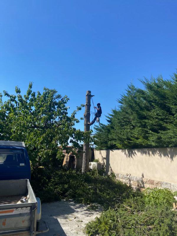 Abattage en cours d'un arbre à côté d'un muret, avec un élagueur-grimpeur attaché au tronc en hauteur