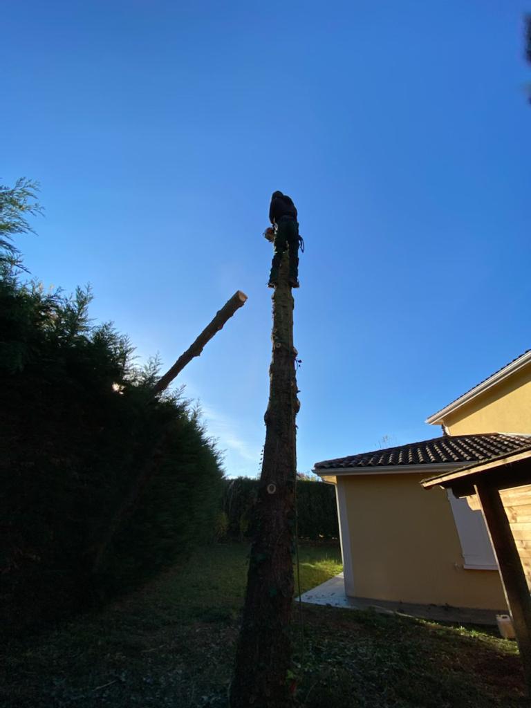 Tronc d'arbre avec arbre à gauche et maison à droite, en cours d'élagage avec une branche en train de tomber.