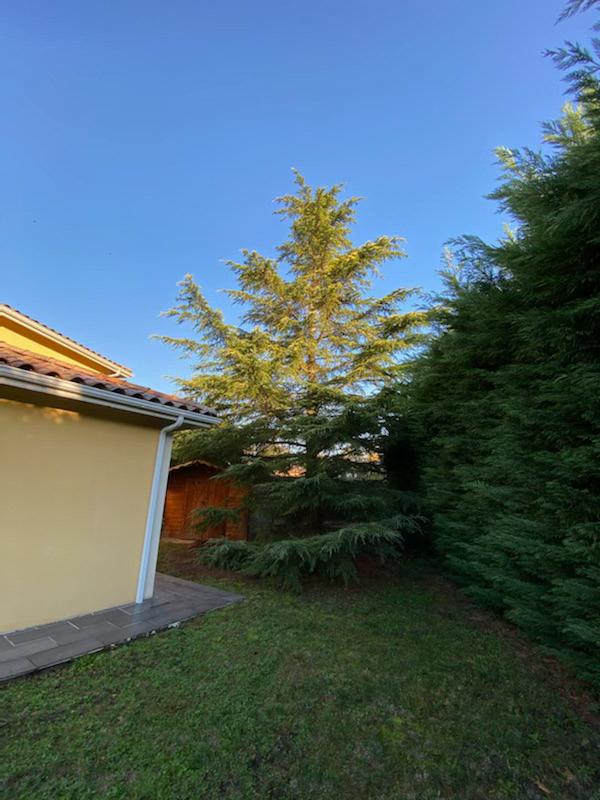 Arbre gênant surplombant une maison pavillonnaire à gauche et de la végétation à droite