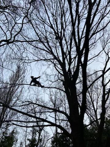 Visuel d'un arbre sur fond de ciel bleu où l'on distingue la silhouette sur une branche d'un élagueur-grimpeur