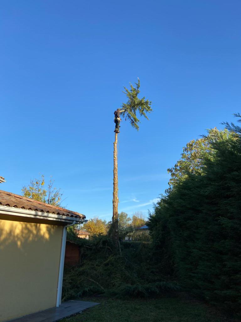 Deuxième intervention d'un élagueur-grimpeur sur un arbre gênant qui une fois monté entame la coupe de la dernière branche
