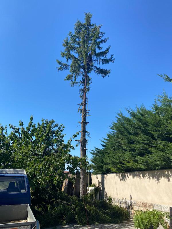 Arbre surplombant une végétation diversifiée qui a eu les branches coupées par un élagueur-grimpeur, qui a épargné la cime