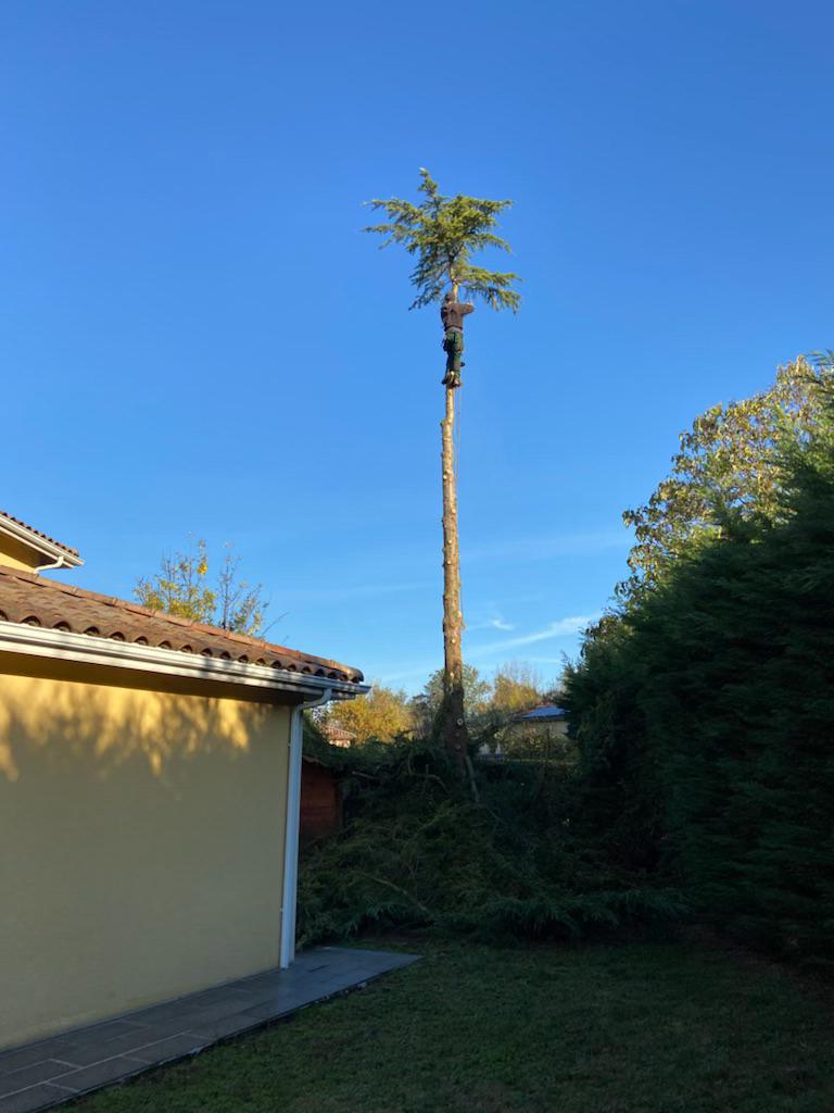 Première intervention d'un abattage en cours avec l'ascension d'un élagueur-grimpeur en toute séranité