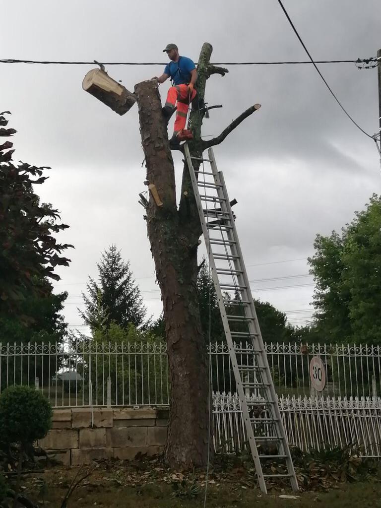 Intervention d'un élagueur-grimpeur à l'échelle sur la coupe d'un tronc en hauteur que l'on voit choir.