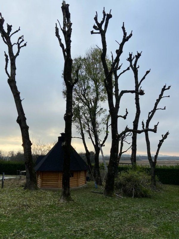 Six arbres sombres dont cinq ayant été élagués pour protéger la maison se trouvant au centre d'eux