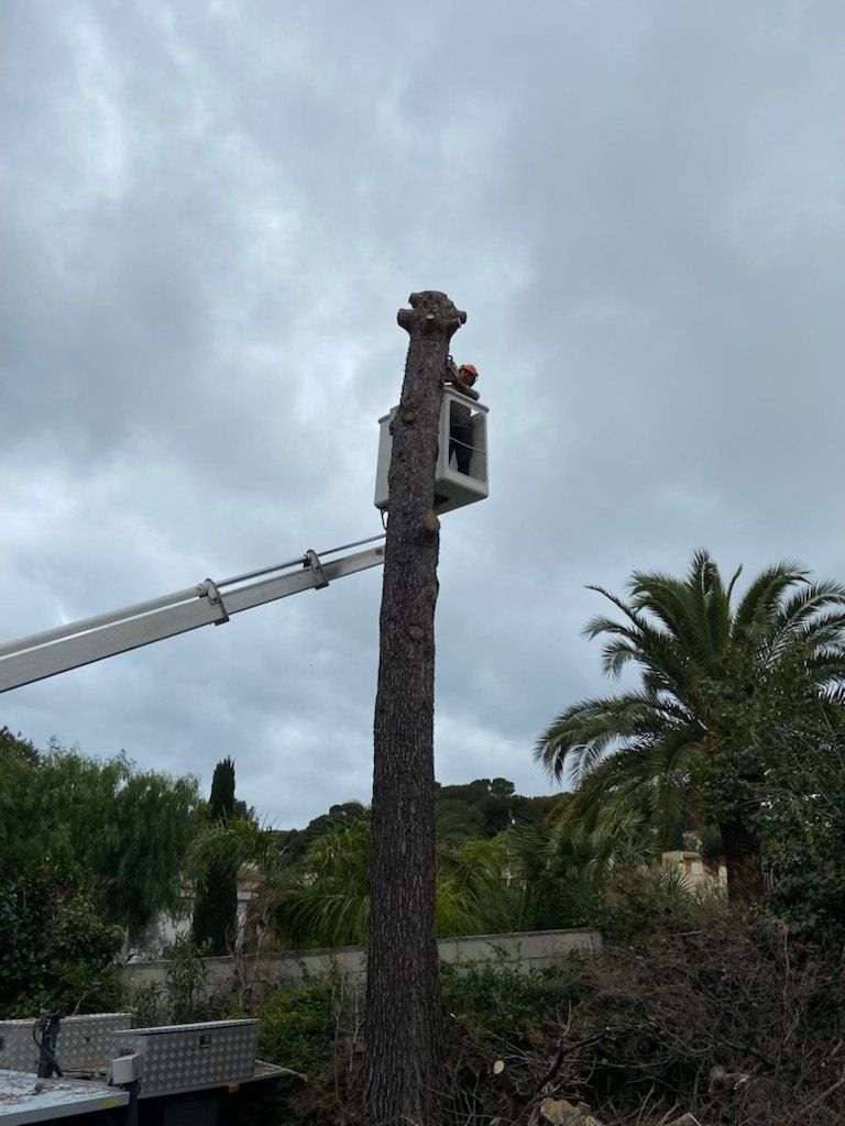 Un élagueur dans une nacelle en train d'élaguer la pointe d'un arbre pour finaliser son intervention