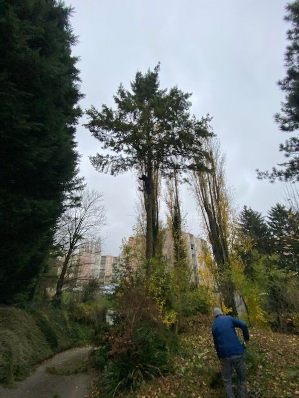 Notre élagueur débarrasse les branches d'un arbre venant de bénéficier d'une intervention en élagage