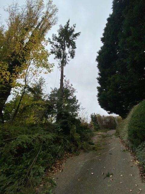 Tas de branches tombées au bord d'une route goudronnée après l'élagage d'un arbre derrière