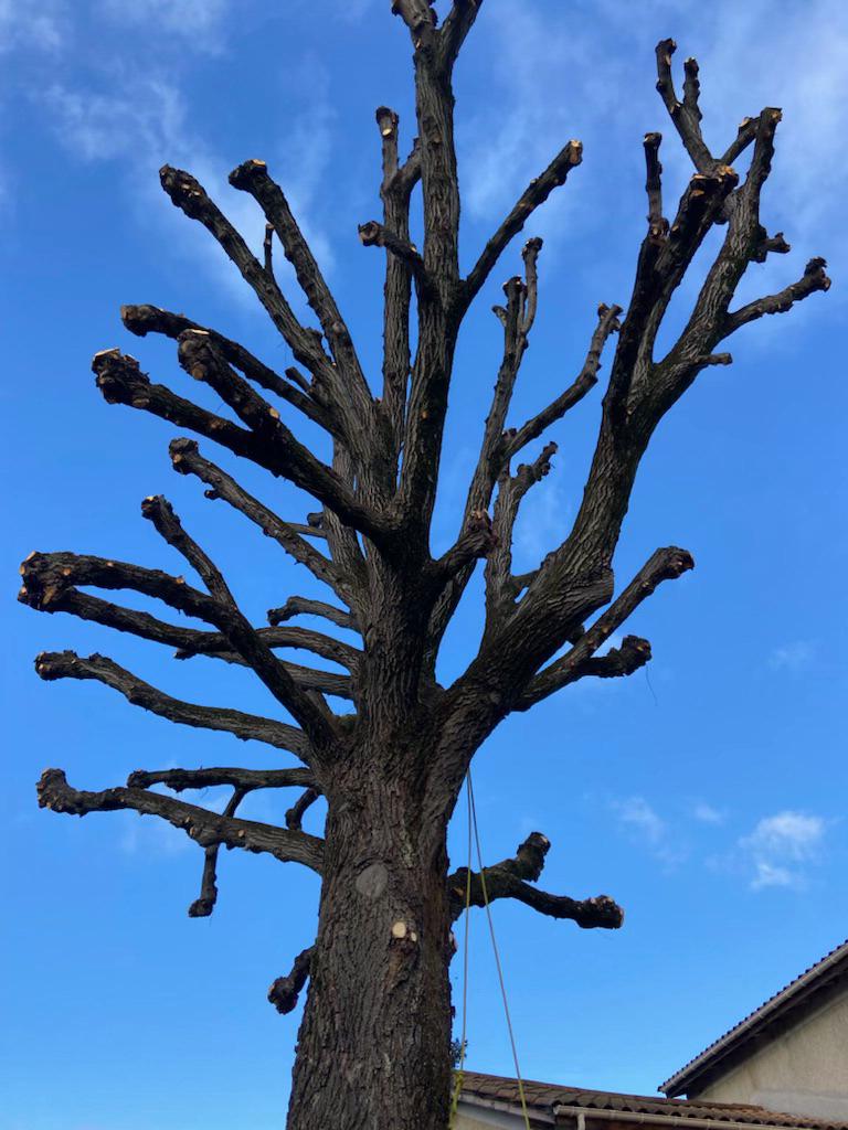 Vue du dessous d'un arbre malade aux branches coupées sous un ciel bleu aux nuages épars