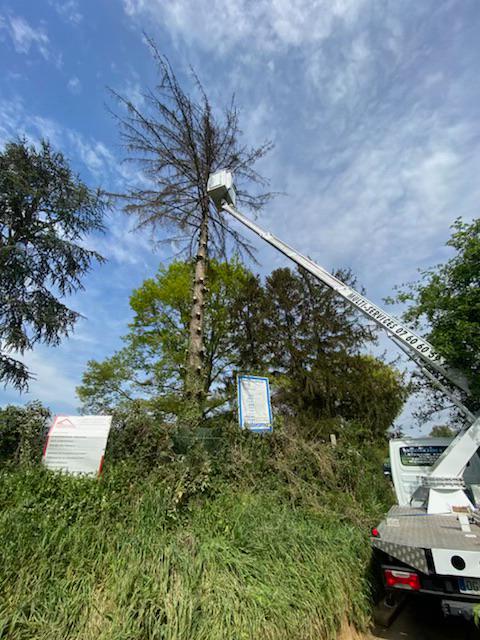 Camion grue avec nacelle qui permet une intervention à la cime d'un arbre déjà grandement élagué