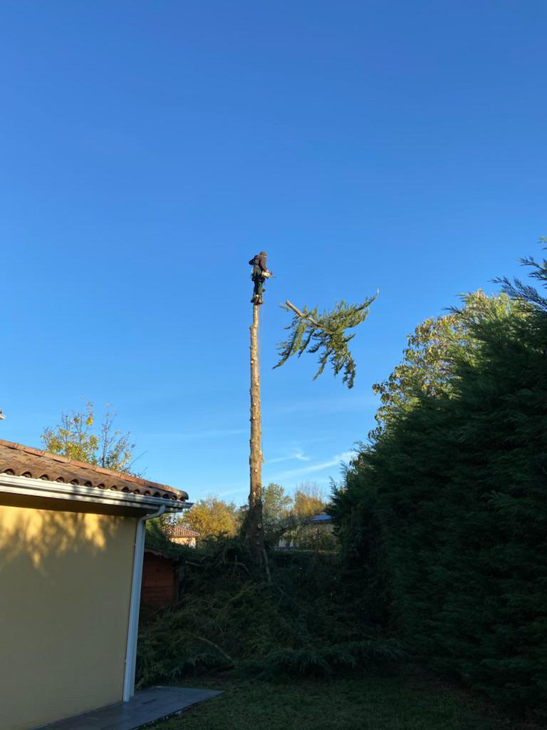 Fin de l'intervention de l'élagueur-grimpeur sur l'arbre gênant avec la coupe de l'ultime branche que l'on voit tomber