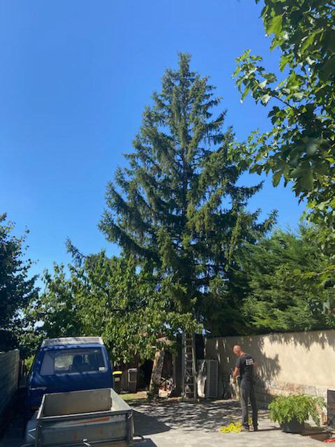 Préparation d'une intervention en élagage avec disposition d'une échelle en bas d'un arbre imposant surplombant un muret