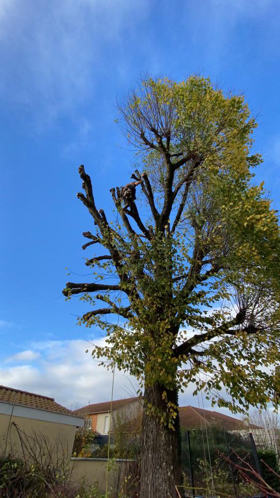 un élagueur-grimpeur en intervention en haut d'un arbre pour effectuer le soin des arbres malades