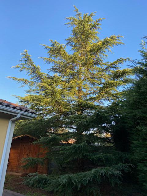 exemple d'un sapin à élaguer aux côtés d'une maison à gauche que les branches peuvent menacer.