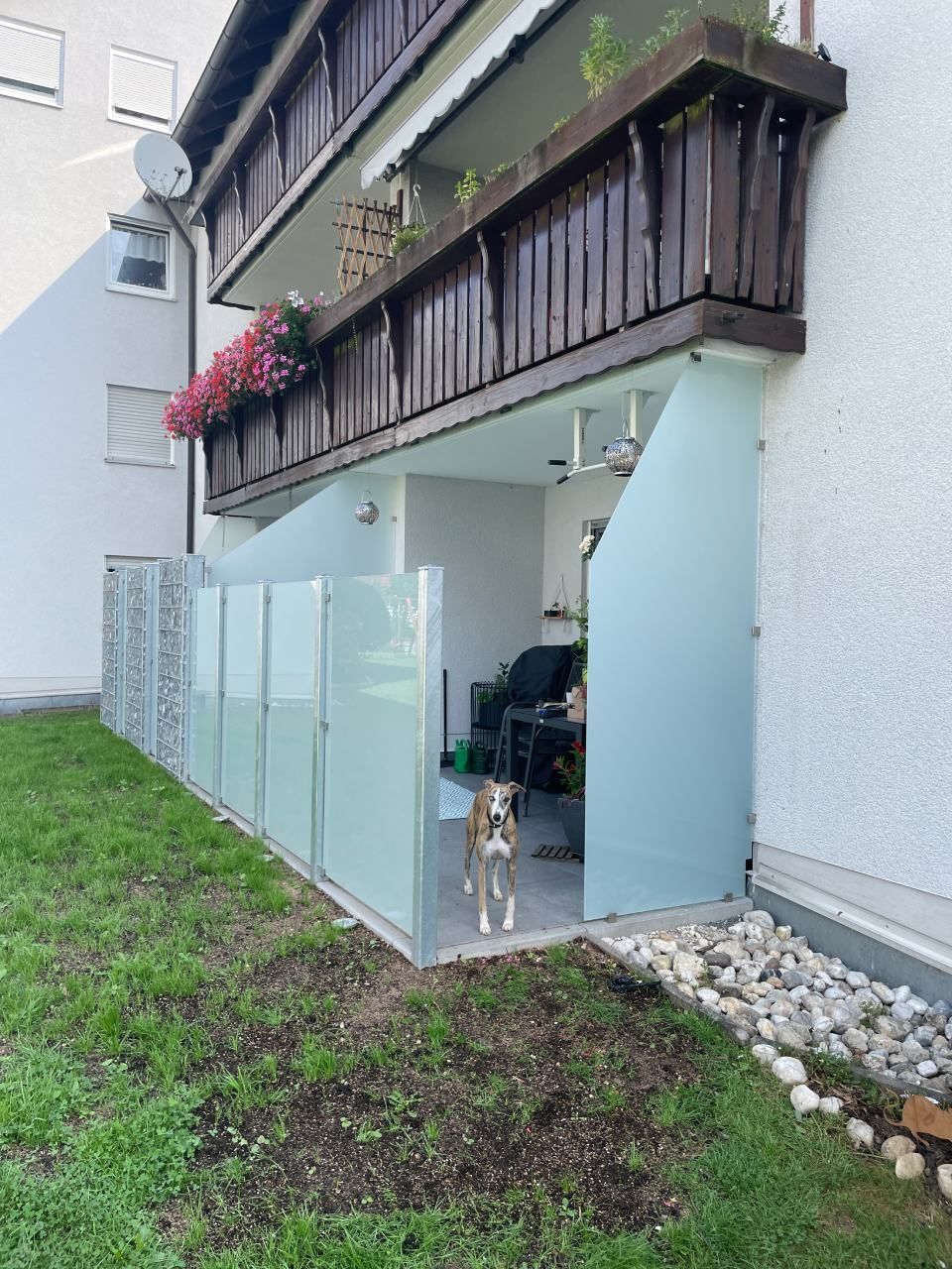 Ein Hund steht auf einem Balkon, der von Milchglas und einer Steinmauer umgeben ist.