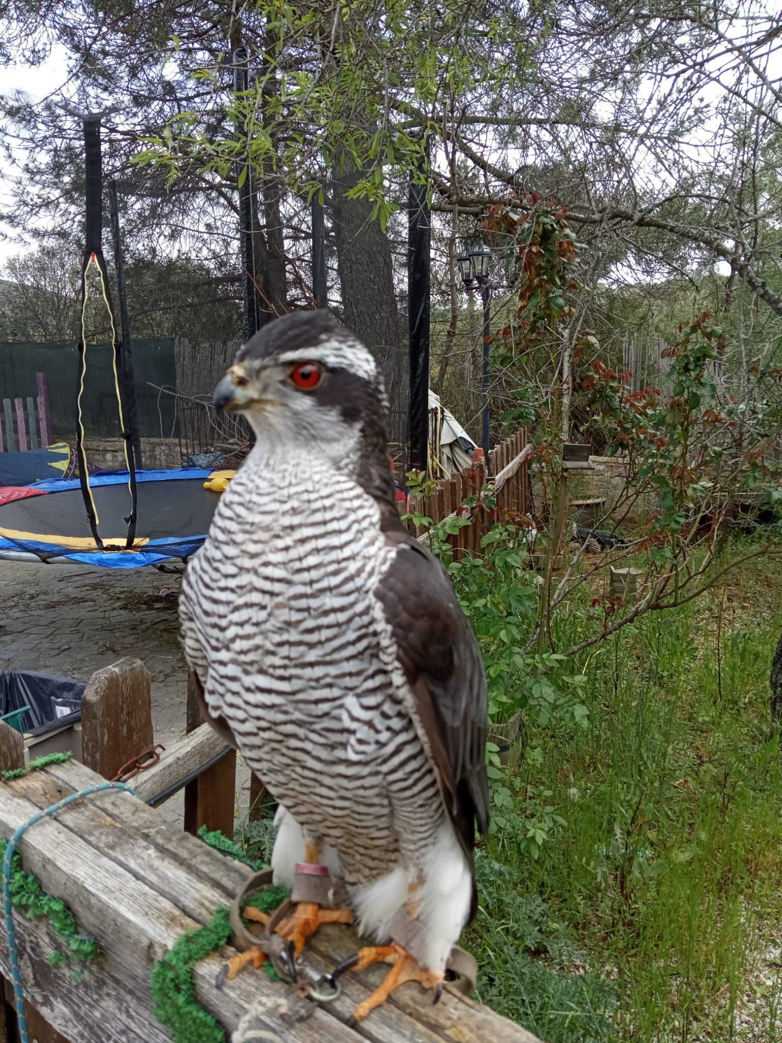 Un pájaro está posado en una valla de madera al lado de un trampolín.