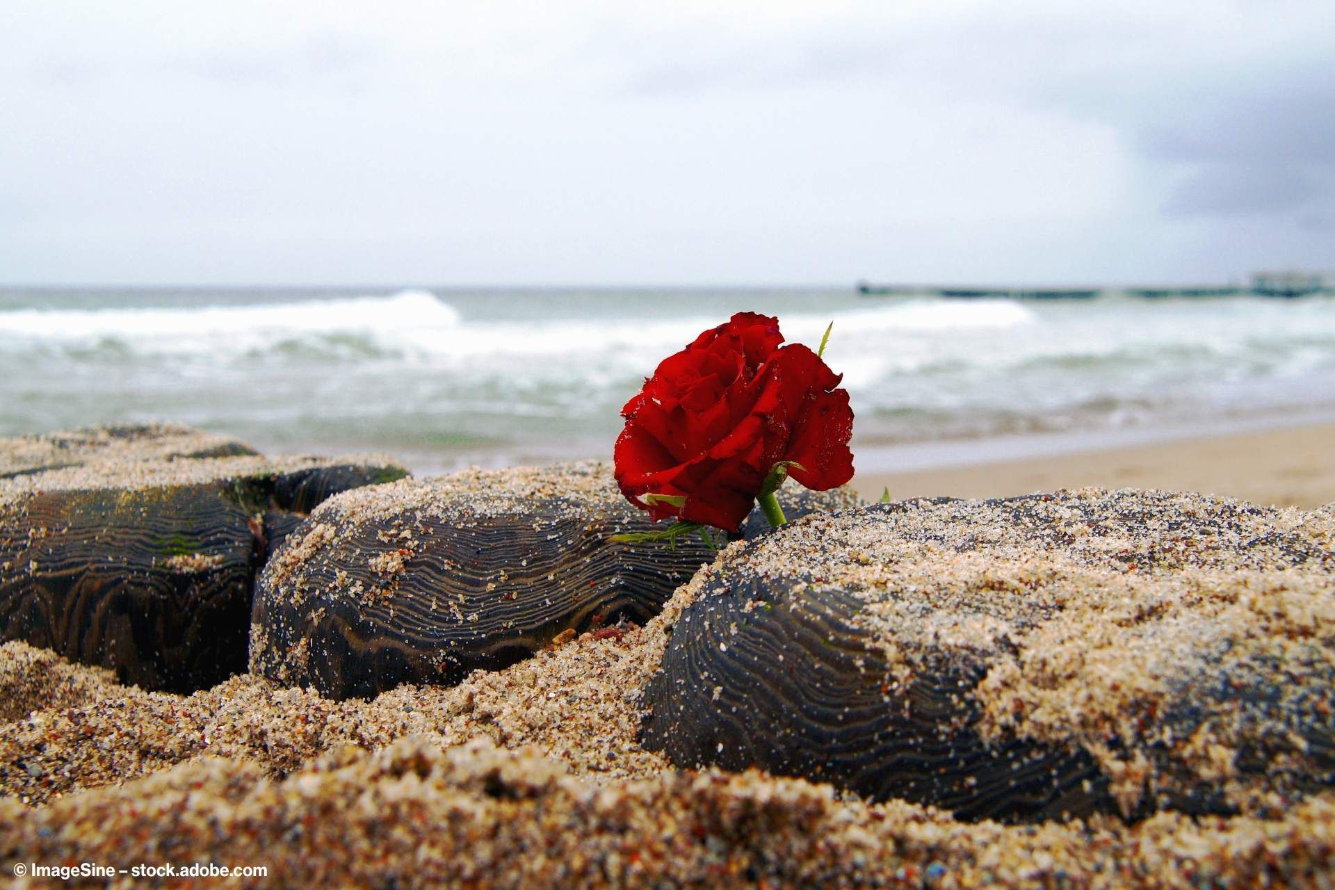 Eine Rose zwischen zwei Steinen am Meer