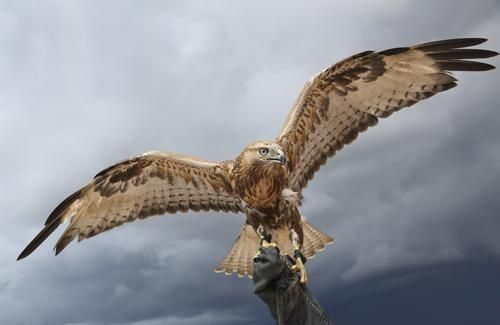 Un águila está sentada en la mano de una persona con sus alas abiertas.